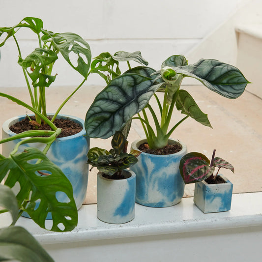 Střední betonový květináč - Blue-White